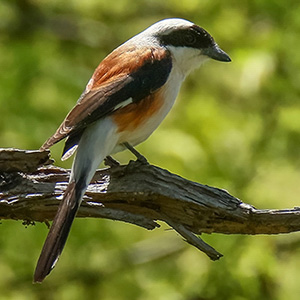 Bay-backed Shrike